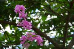 Bougainvillea glabra